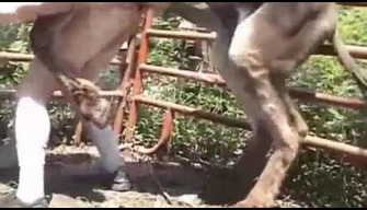 Pony fucks a zoophile man in the anus with a big dick