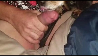 Pria itu memberi dachshund untuk mengisap ayam, blowjob porno dengan anjing jalang