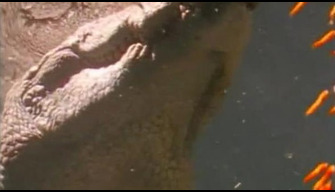 Crocodile porno ou putain animaux sauvages