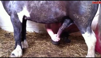 Pony scopa un uomo dal Caucaso in anale con un grosso cazzo