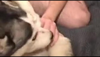 Seorang pria meniduri seekor anjing husky di dalam vagina. Bestiality porno