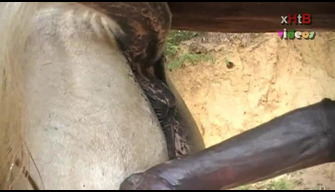 Horse fucks horse in animal porn videos