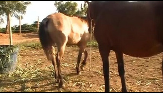 Häst porr videor. Stud knullar mare video