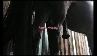 Horse hard fucks a zoophile man in anal, porn in the stall